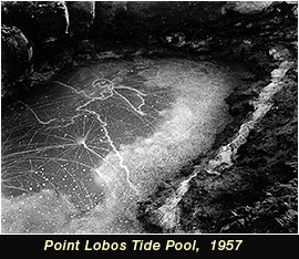 Point Lobos Tide Pool