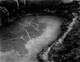 Point Lobos Tide Pool, 1957