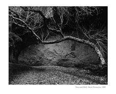 Tree and Wall, West Pinnacles, 1985