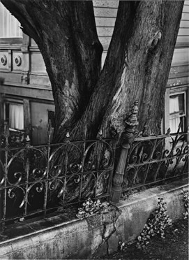 Fence, Pacific Street, San Francisco, 1957