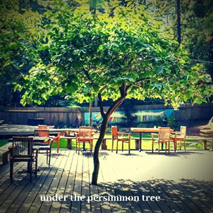 Under the Persimmon Tree at the Library