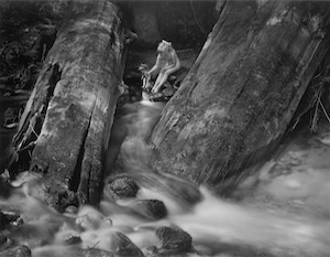 Wynn Bullock photograph, Lynne, Logs and Dolls, 1958