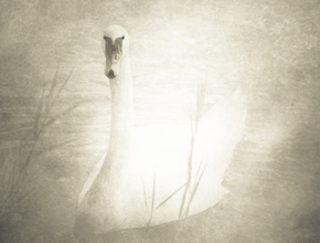 Swan #17 by Nicola Hackl-Haslinger