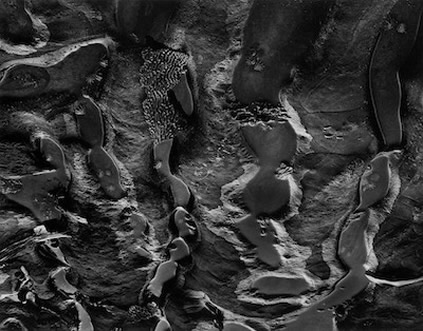 Wynn Bullock black and white photograph: Point Lobos Tide Pools, 1972