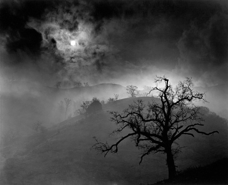 Wynn Bullock: Stark Tree, 1956