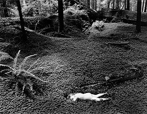 Wynn Bullock: Child in Forest