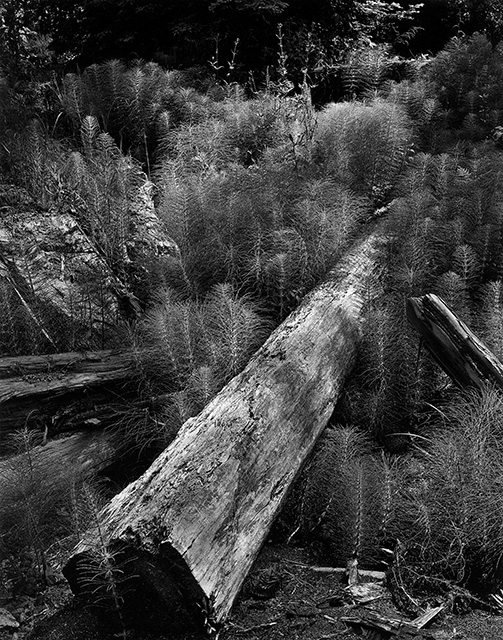 Log and Horsetails, 1957