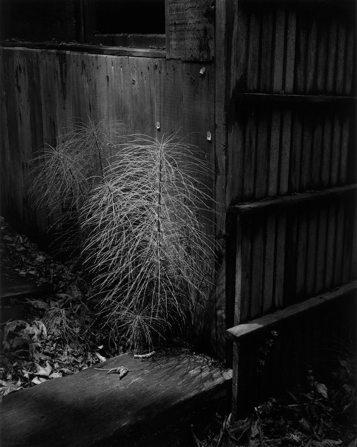 Wynn Bullock - The Horsetail, 1957